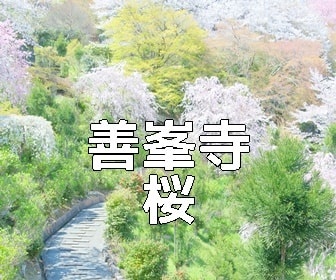 京都・桜の撮影スポット・善峯寺