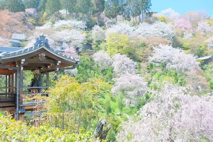 善峯寺の幸福地蔵周辺　桜撮影スポット