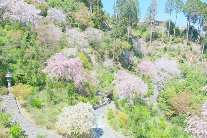 善峯寺の桜撮影スポット　白山あじさい苑周辺