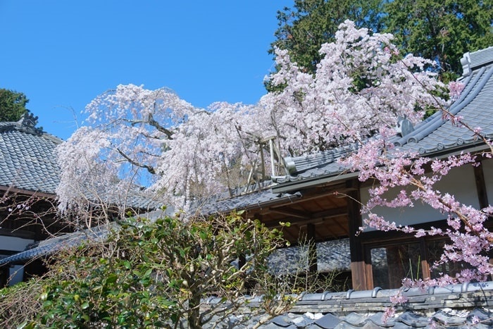 十輪寺の屋根となりひら桜