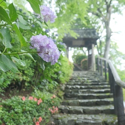 善峯寺の紫陽花