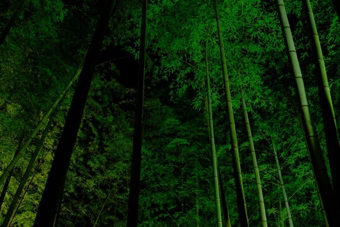 高台寺の夜景　幻想的な竹林