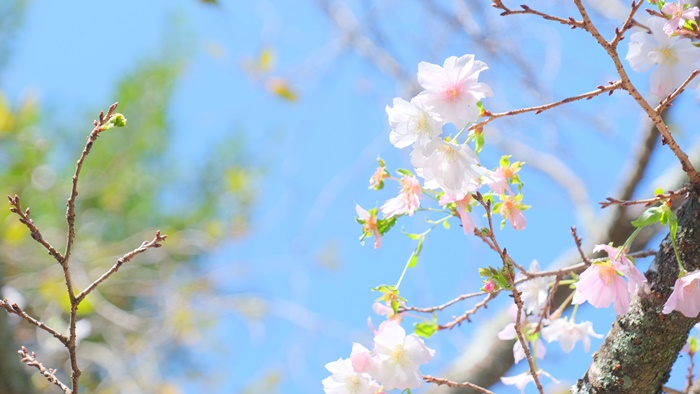 平野神社　10月桜