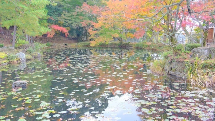 大原野神社　鯉沢池の紅葉