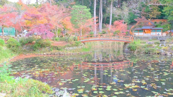 大原野神社　鯉沢池の紅葉
